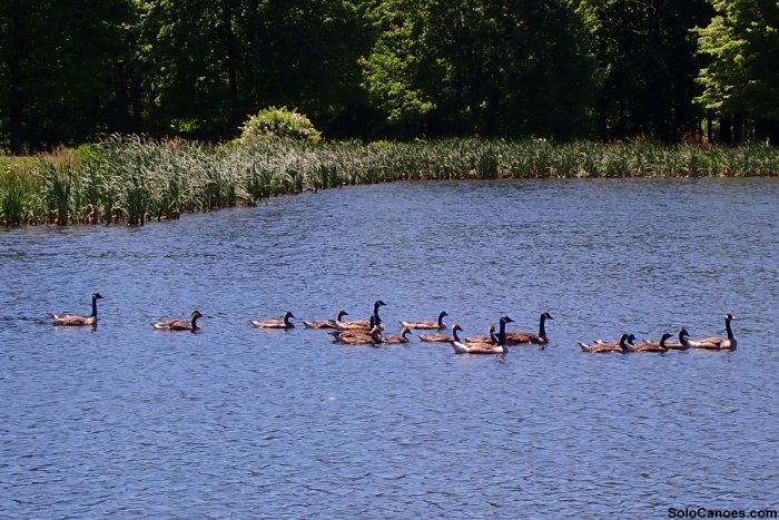 Geese